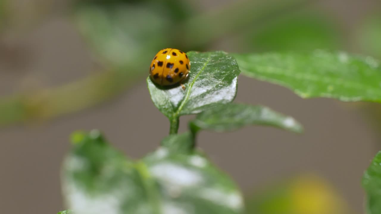 Beneficial Insect in Garden - Ladybird on Leaf