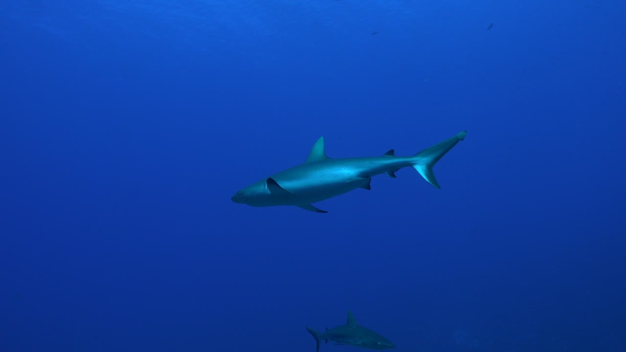 gran tiburón de arrecife gris nadando en el océano abierto en la polinesia francesa