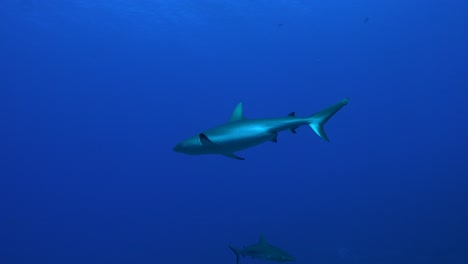 gran tiburón de arrecife gris nadando en el océano abierto en la polinesia francesa