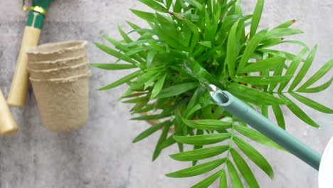 regar una planta de interior con un riego