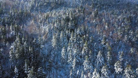 Aerial-footage-flying-up-the-slope-of-a-snowy-mountain-looking-down-at-the-snow-covered-trees