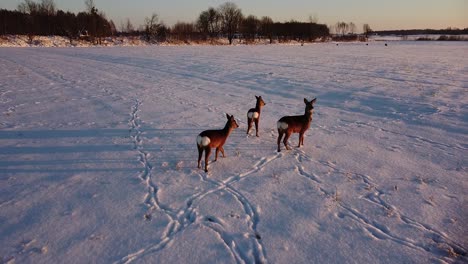 Aerial-view-at-European-roe-deer-group-standing-on-the-snow-covered-agricultural-field,-winter-evening,-golden-hour,-wide-angle-drone-shot-moving-forward-low-to-the-ground