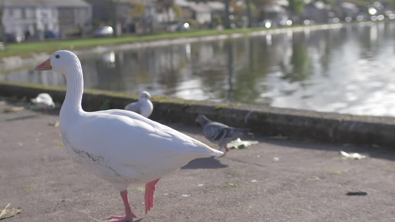 돌아다니는 거위