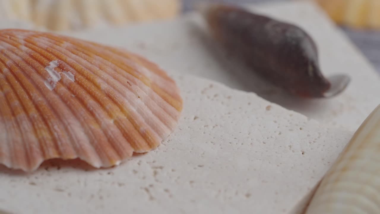 Seashell on a Stone Surface