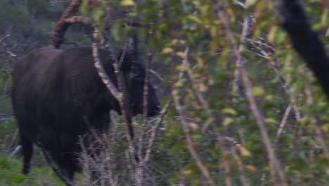 Black-Cow-in-California-Mountain-grazing