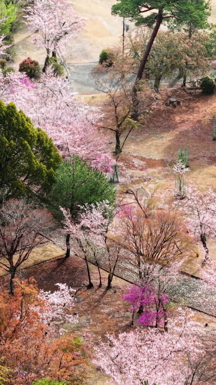 Aerial drone view of the cherry blossom trees in the Arashiyama district in Kyoto Japan in daylight