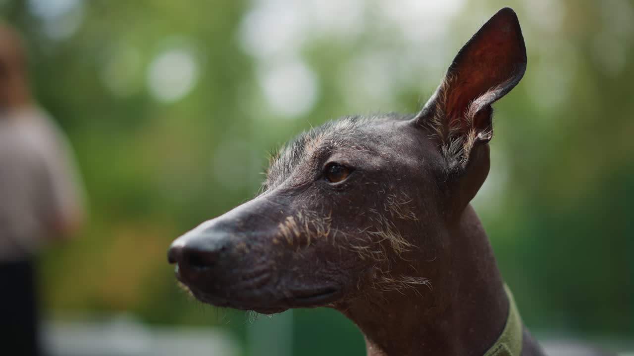 Generate Five Versions, Create Five Distinct Paraphrases, Produce Five Alternate Phrasings With Uniqueness, Develop Five Completely Different Expressions Conveying Same Meaning Accurately