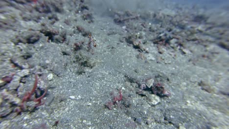 Ungewöhnlicher-Anblick-Einer-Schwimmenden-Nacktschnecke,-Bornella-Stellifer