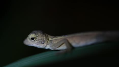 El-Lagarto-De-Jardín-Oriental-También-Se-Llama-Lagarto-De-Jardín-Oriental,-Chupasangre-Y-Lagarto-Cambiable