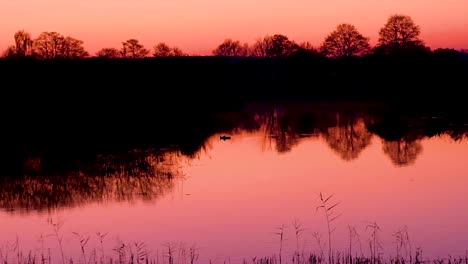 Starling-birds-flying-home-to-roost-and-a-pair-of-ducks-on-lake-during-beautiful-pink-sunset-reflecting-over-water-in-Somerset,-England