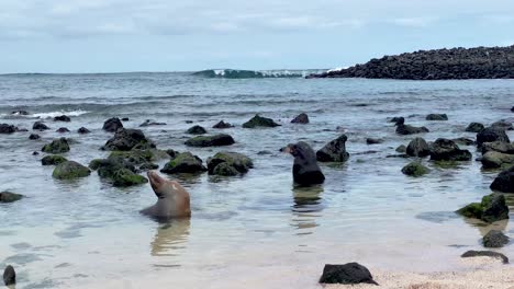 Insel-Galapagos,-Ecuador-–-Seelöwen-Sonnen-Sich-Am-Ufer-Von-San-Cristobal-–-Handheld