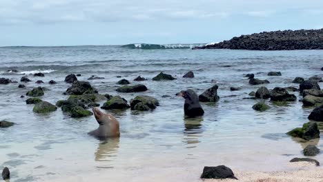 Galapagos-Island,-Ecuador---Sea-Lions-Basking-on-the-Shore-of-San-Cristobal---Handheld