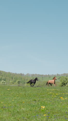 black horse pursues sorrel running fast along boundless field against hills slow motion. elite equine farm animals free roam on ranch green pastureland