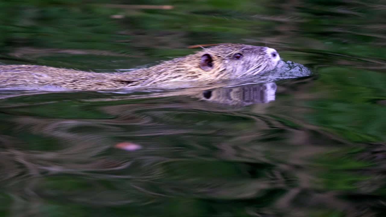 Inseguimento di una nutria che nuota in un lago e il suo corpo riflesso sull'acqua.