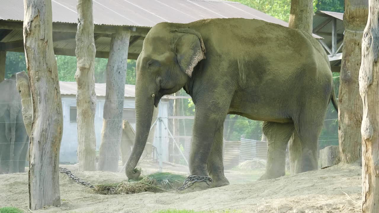 코끼리는 네팔의 치트완 국립공원의 농장에서 먼지 샤워를 합니다.