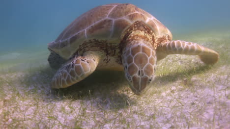 tortuga 61