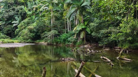 a tranquil aerial view of a lush rainforest creek in port douglas, showcasing vibrant greenery and calm waters