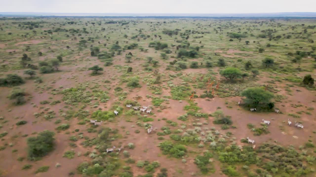 Zebre al pascolo nella savana africana durante il giorno, vista aerea