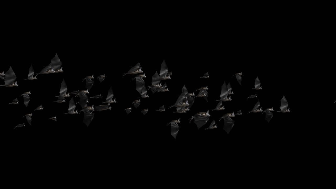 Bats halloween birds green screen footage loop animation halloween party celebration flittermouse
