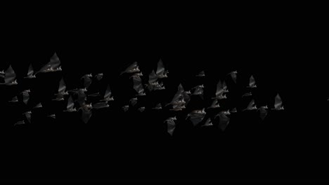 bats halloween birds green screen footage loop animation halloween party celebration flittermouse