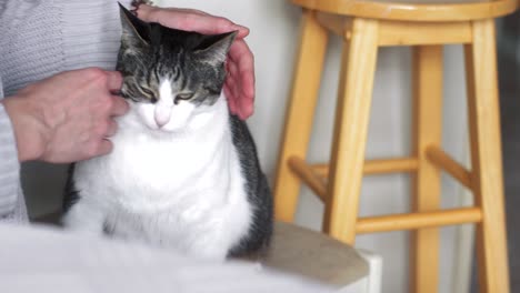 el gato de la casa negro y gris es una mascota.