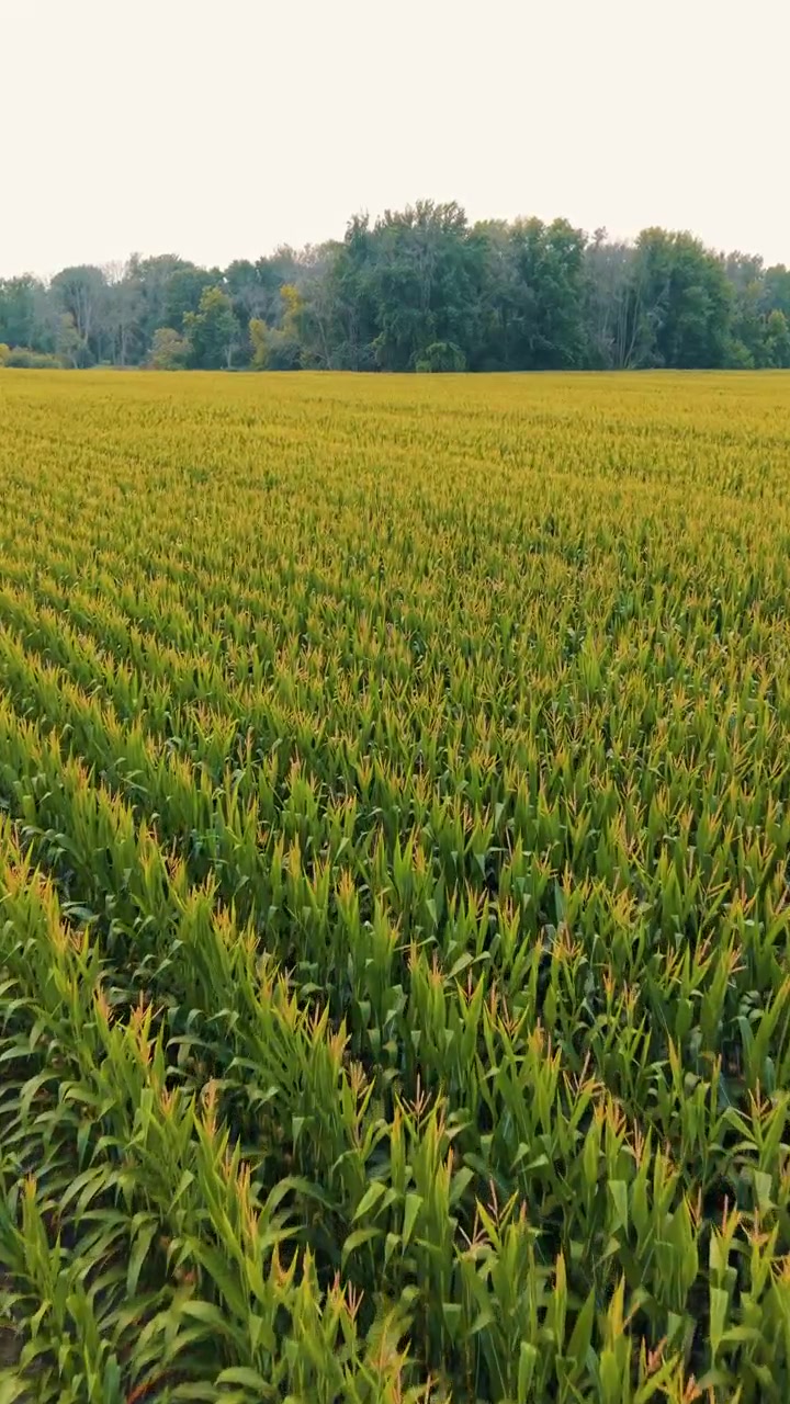 Volo aereo verticale sopra un vasto campo di mais che copre un'ampia terra agricola vicino a Black Creek nel Wisconsin, Stati Uniti