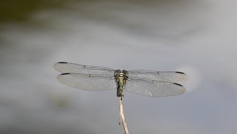 Von-Hinten-Gesehen,-Fliegt-Nach-Links-Weg-Und-Kehrt-Zurück,-Gemeiner-Flanschschwanz,-Ictinogomphus-Decoratus,-Kaeng-Krachan-Nationalpark,-Unesco-Weltnaturerbe,-Thailand