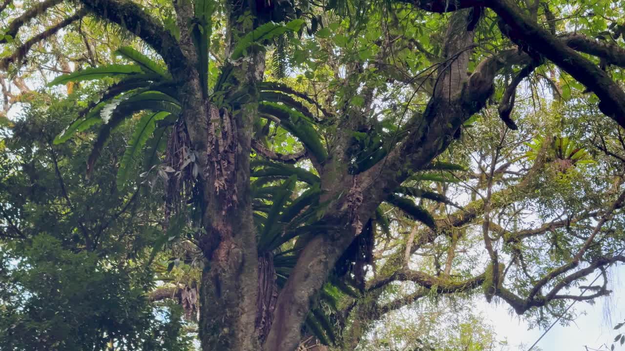 Camera slowly pans upward revealing dense, green rainforest canopy with filtered natural daylight
