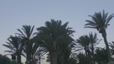 Palms,-blue-sky-on-a-sunny-afternoon