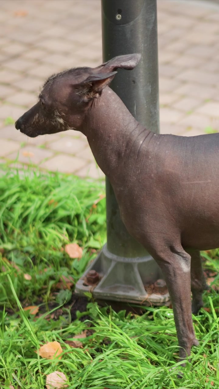 Cane dal pelo scuro cerca cibo sul terreno verde vicino a un palo. Il cane rimane calmo vicino al palo in un ambiente esterno diurno. Erba verde e piccoli detriti formano il primo piano vicino al palo verticale.