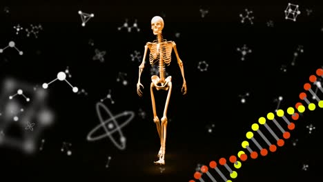 animación de una cadena de adn girando con esqueleto humano en fondo negro