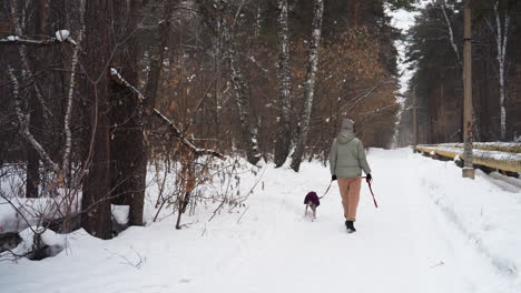 person in beige pants and grey jacket walks whippet in purple coat along snowy forest path lined with trees and utility pipes, capturing peaceful winter moment in natural outdoor environment from behind