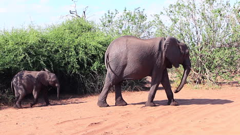 African-Bush-Elephant-mom-and-baby-stop-to-look-at-safari-guests