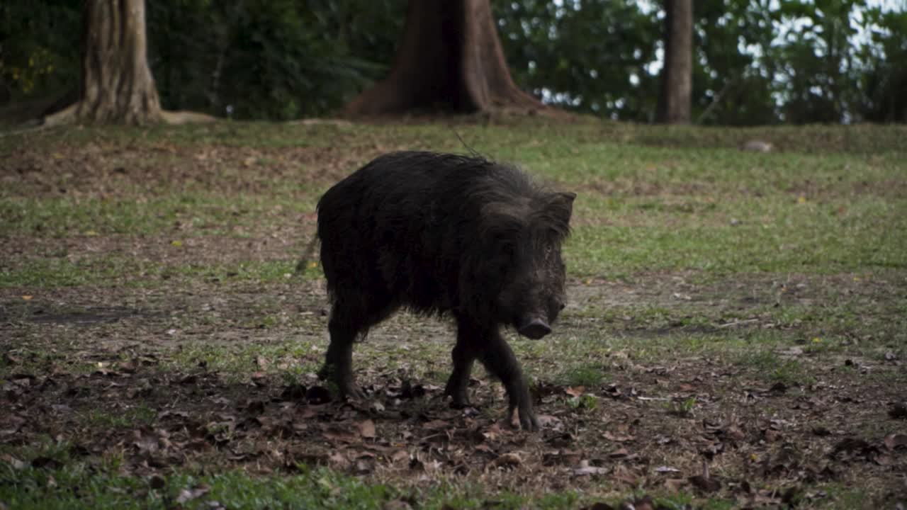 Cinghiale nero che vaga nel campeggio a Pulau Ubin, Singapore. Piano medio.