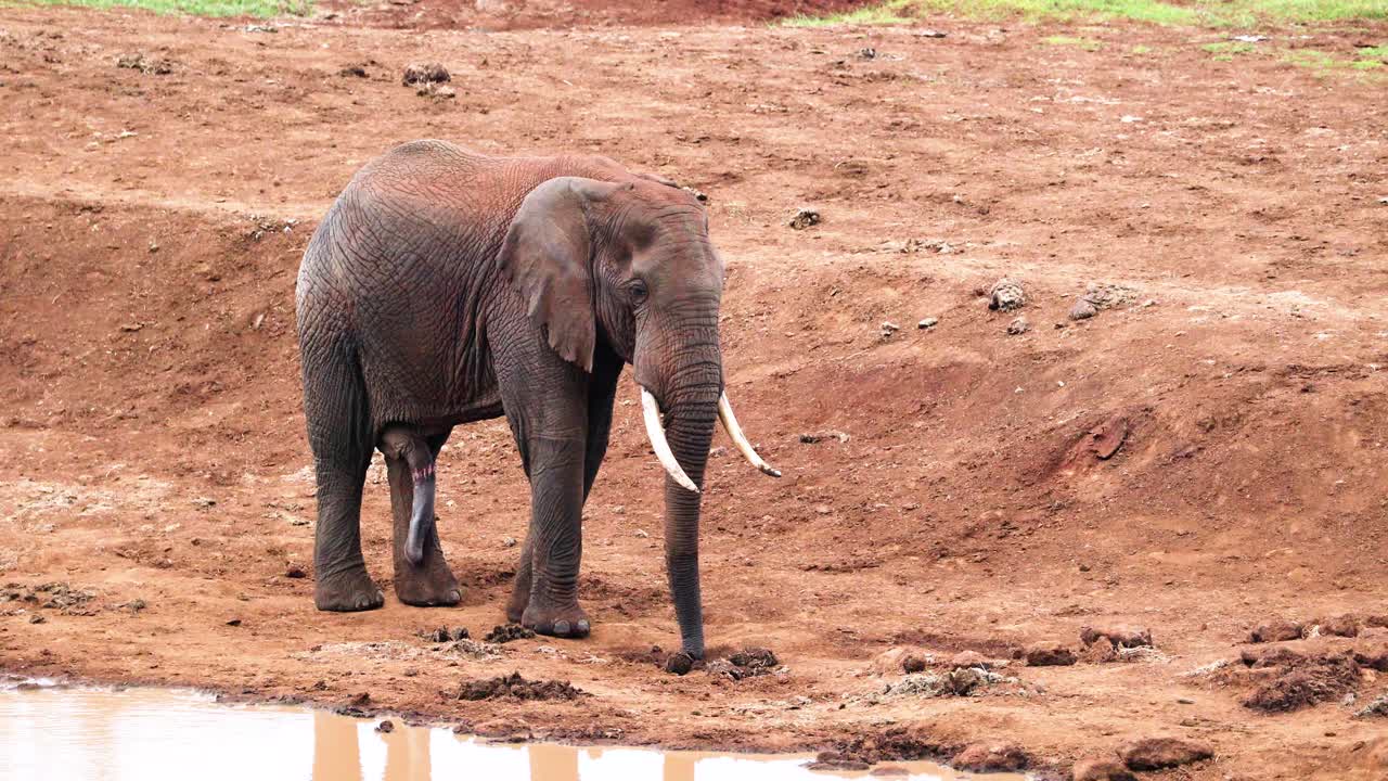 elefante de la sabana africana - un elefante toro que camina de repente se detiene junto al pozo de agua en kenia