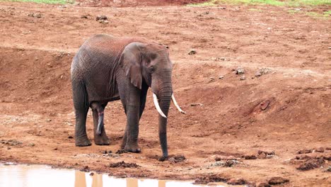 Afrikanischer-Savannenelefant-–-Laufender-Elefantenbulle-Bleibt-Plötzlich-Am-Wasserloch-In-Kenia-Stehen