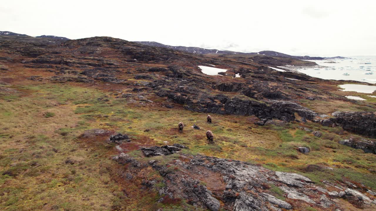 Drone shot of Greenland musk ox grazing along the coast, with the Arctic Ocean in the background