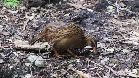 New-Zealand-flightless-bird-Weka,-Māori-hen,-woodhen-foraging-for-food-in-ground-foliage