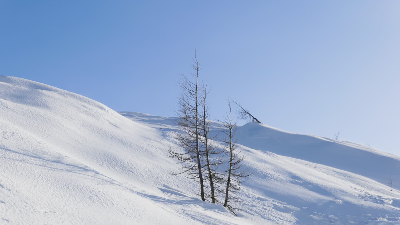 Snowy Mountain Scenery with Trees
