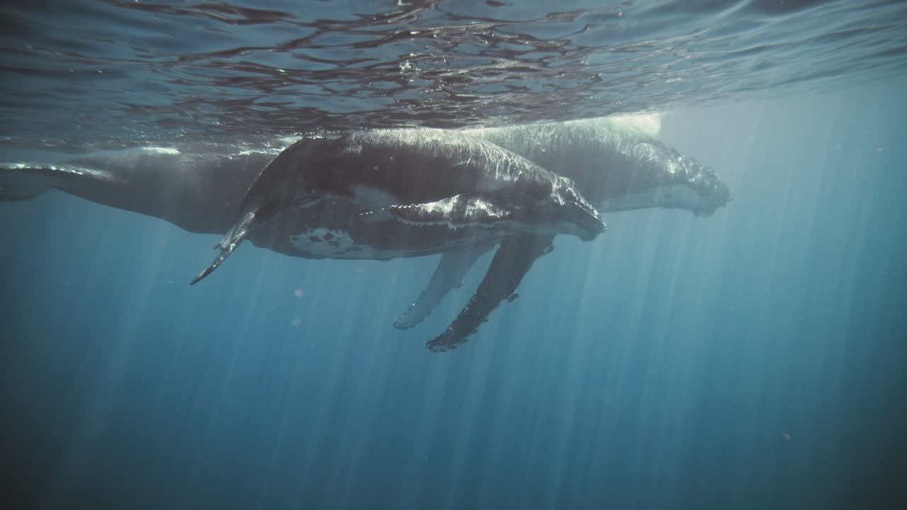 Huge Humpback whale teaches young calf how to navigate in deep blue ocean