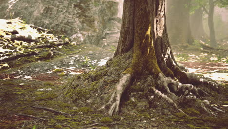 tree roots with green moss at spring