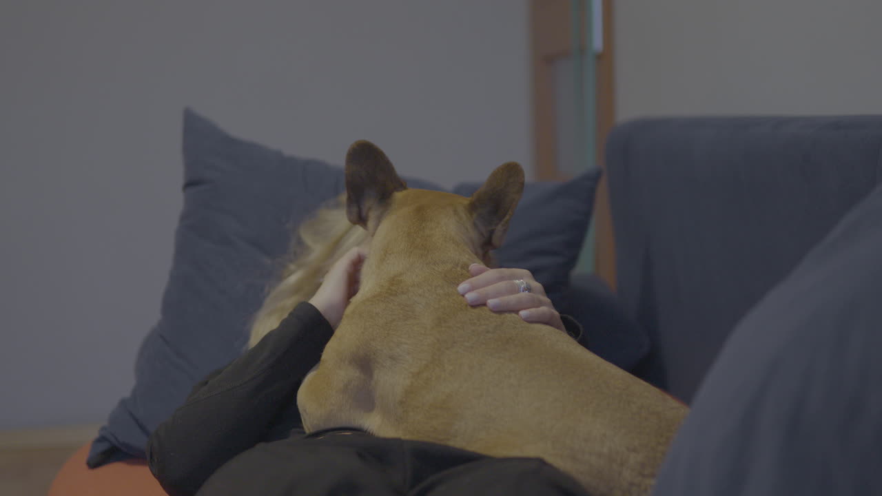 프렌치 불독은 부엉이의 골키퍼 위에 눕고 골키퍼는 그를