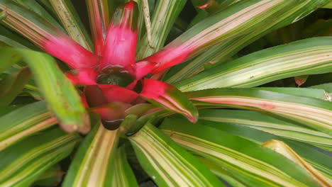 close up neoregelia plant with red center flower