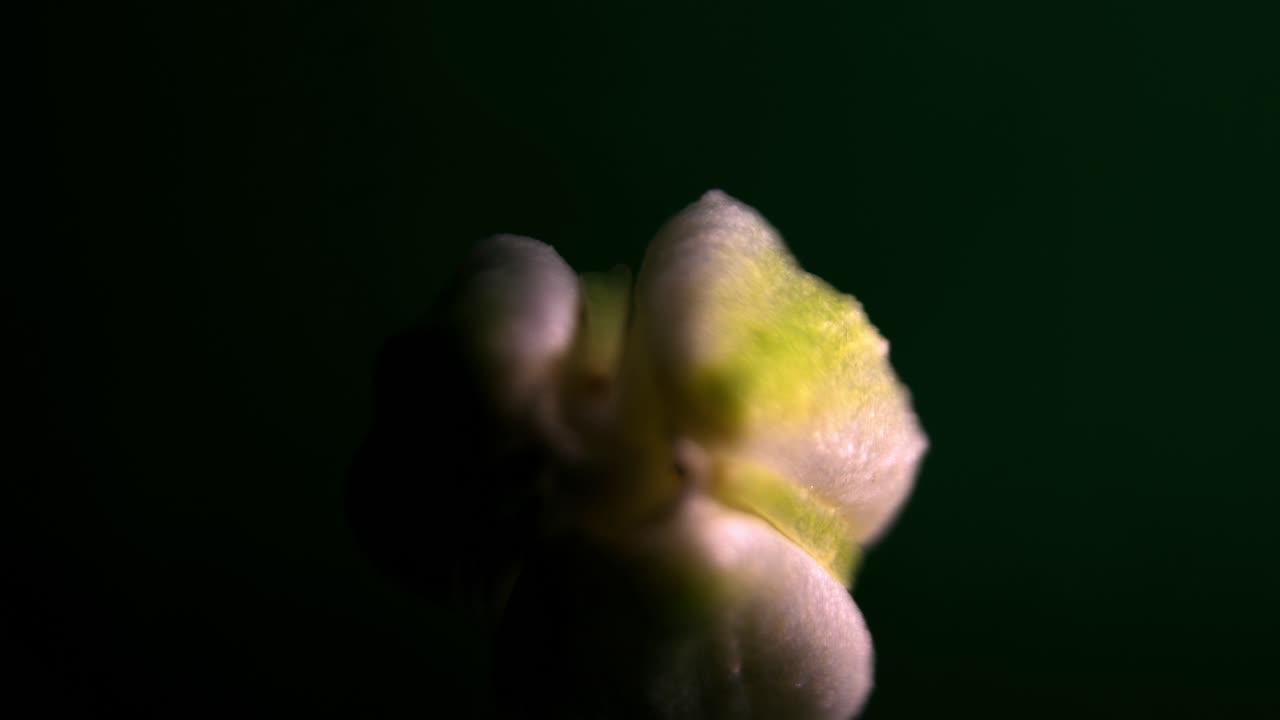 Close-up exploration of a blooming flower against a dark background in natural light