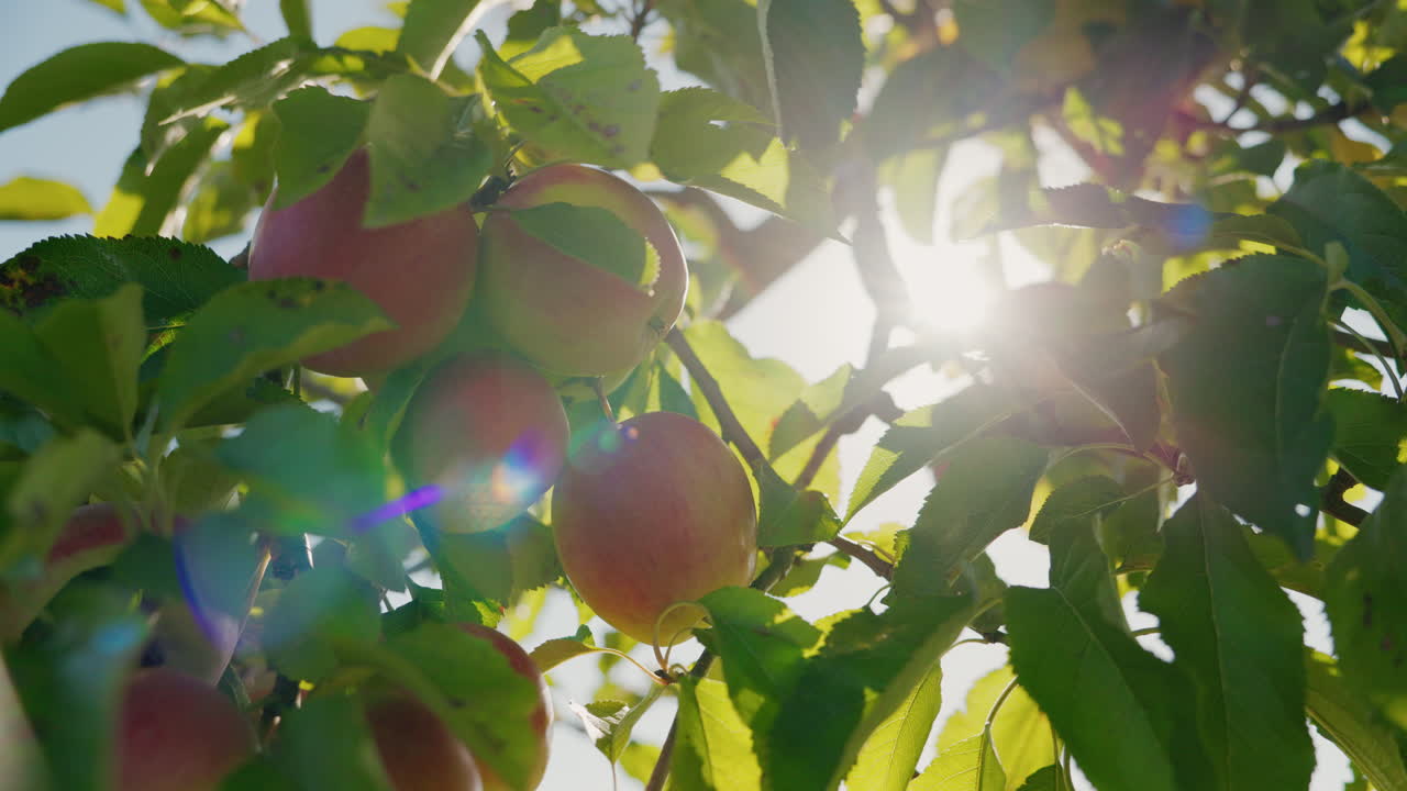 Apples Growing on a Tree