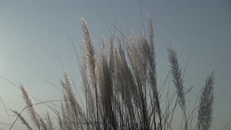 Kash-flowers-are-blooming-in-the-autumn-sky