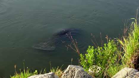 4k-day-exterior-shot-of-manatee-in-the-water