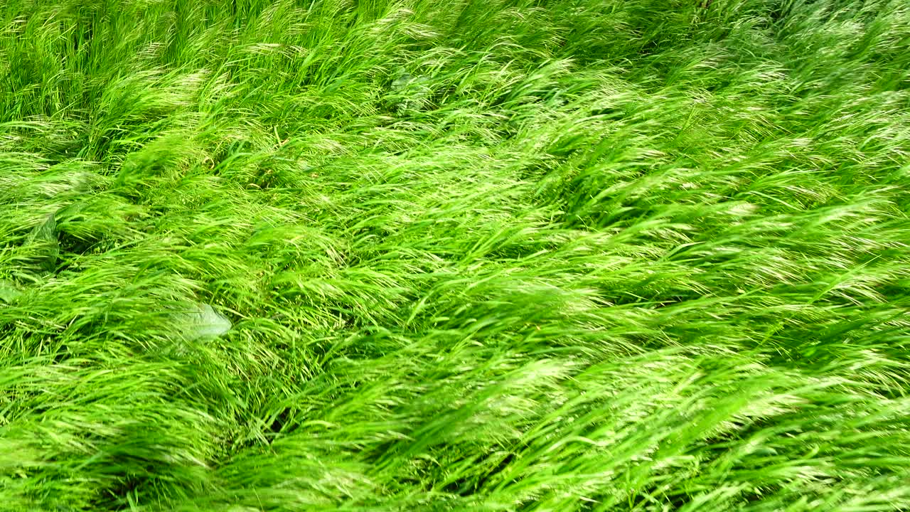 Prise de vue d'une herbe en mouvement