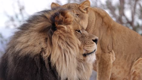 king lion and his queen slomo