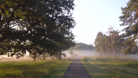 misty forest path at sunrise